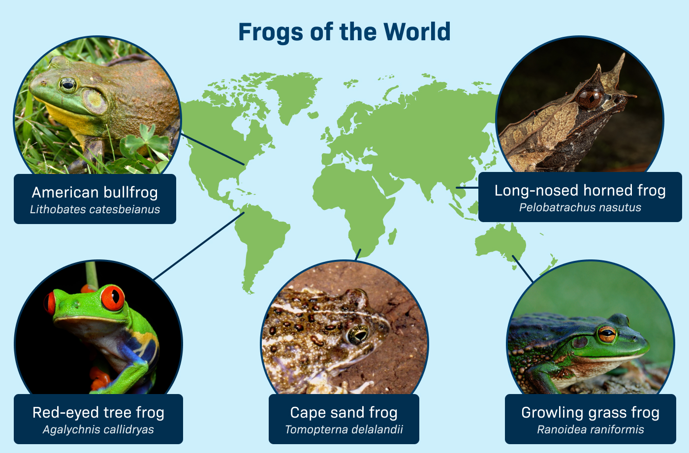 Frog Database Frog Dissection 3D Sim | LabXchange