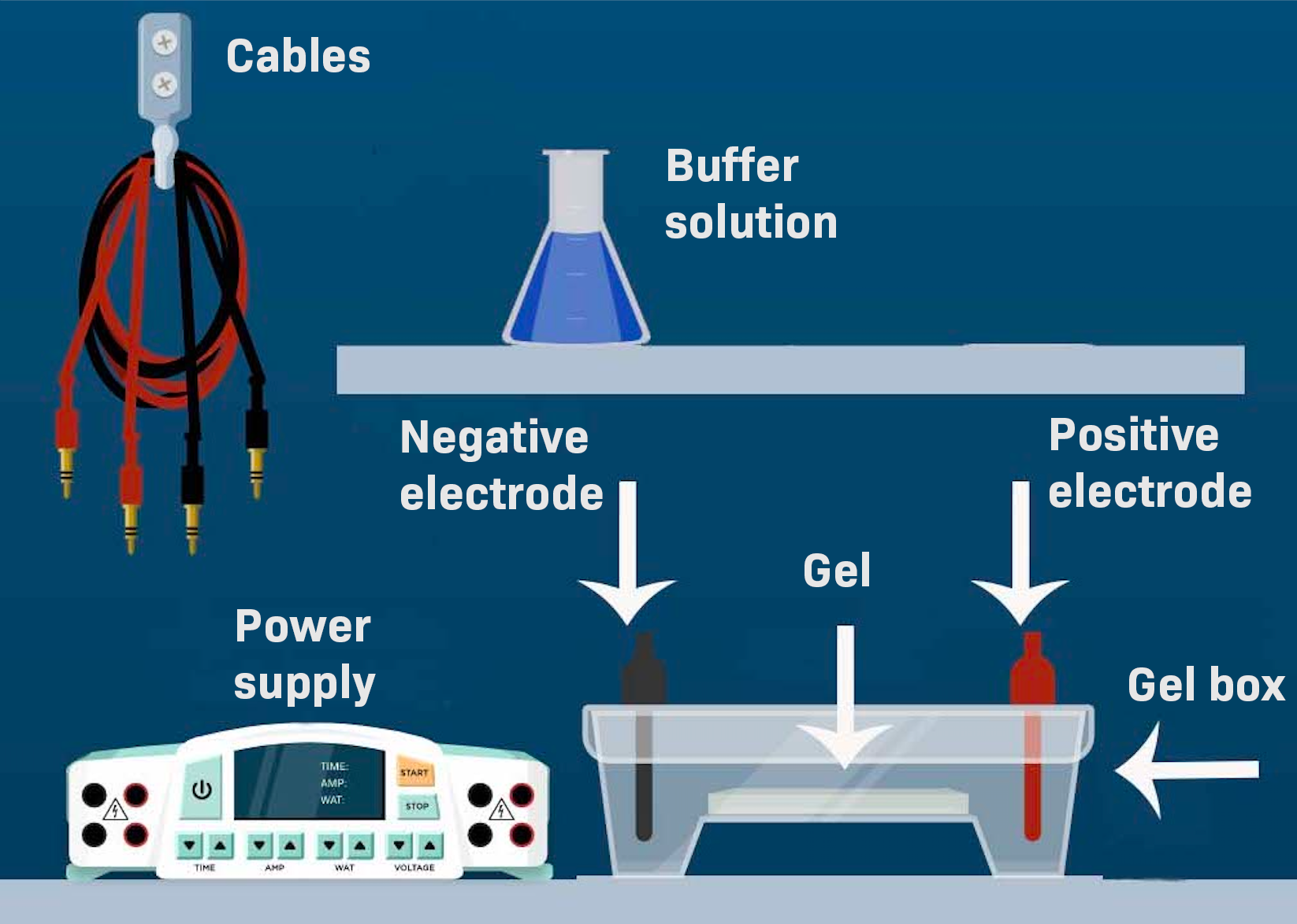 Describe The Gel Used In Gel Electrophoresis JameskruwAdkins
