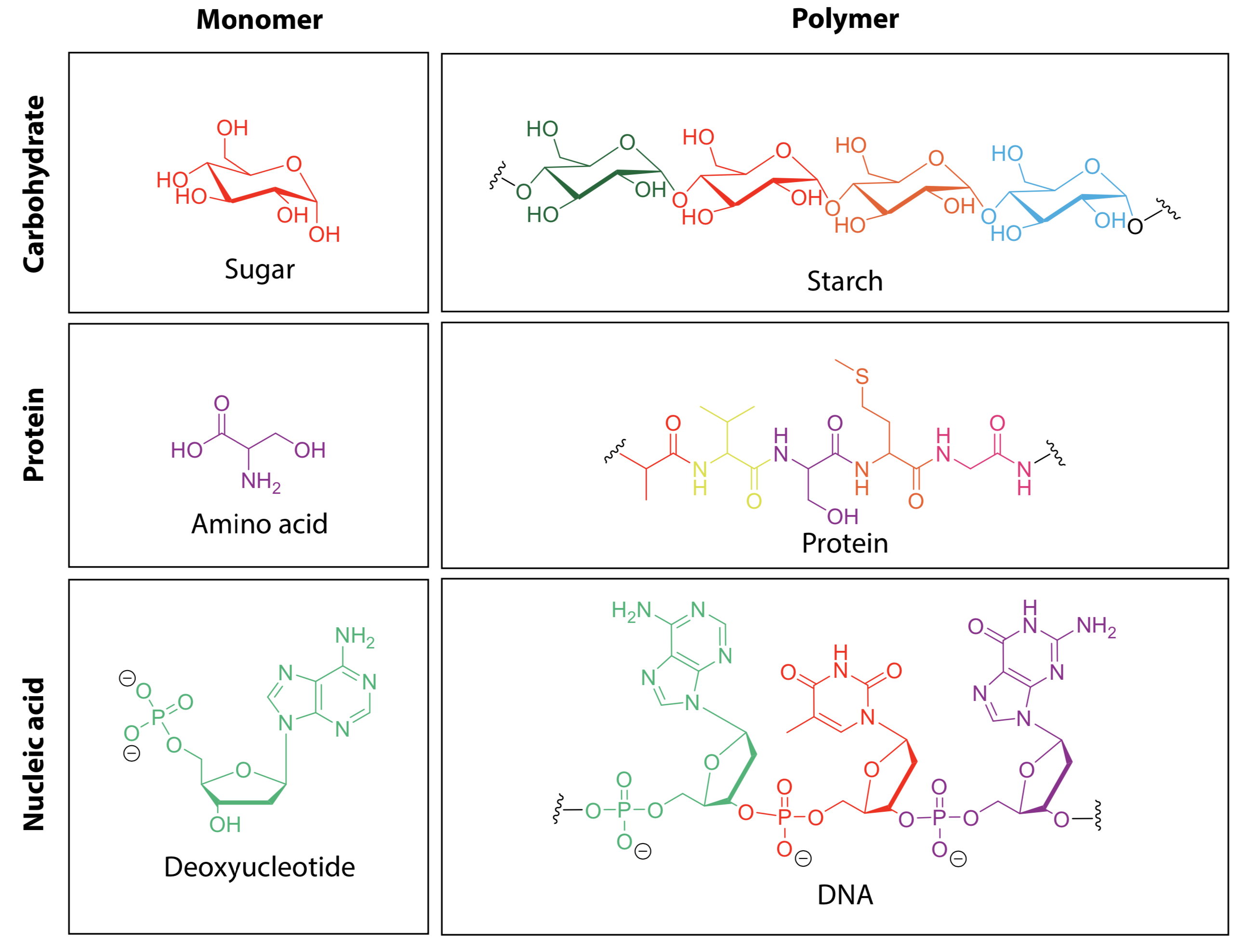 All About Macromolecules Vrogue co
